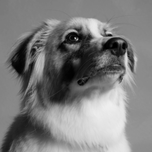 Abuela Chispa, perrita mayor esperando atenta