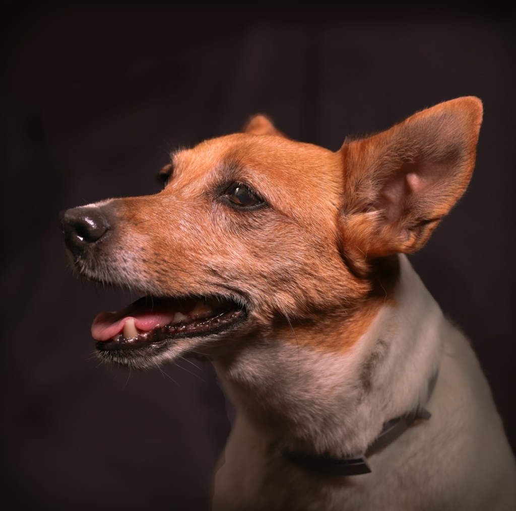 Bombón, perro pequeño tipo terrier mirando de lado
