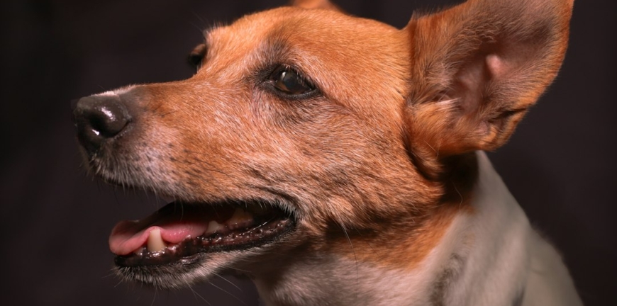 Bombón, perro pequeño tipo terrier mirando de lado