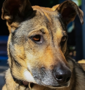 Canela, perrita mestiza de pelo corto café y negro