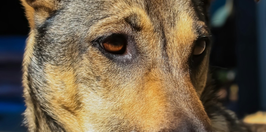Canela, perrita mestiza de pelo corto café y negro