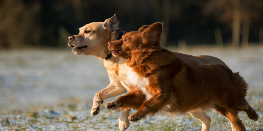 Dos cachorros corriendo felices en el pasto