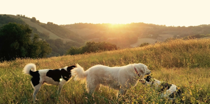 Perros caminando en el campo con luz del atardecer