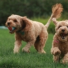 5 razones para adoptar a un perrito adulto