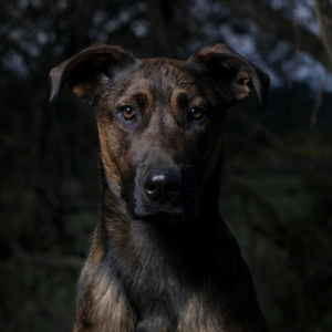 Don Tomás, perro mayor con árboles al fondo