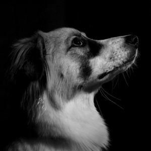 Luna, perrita mestiza rescatada mirando atenta