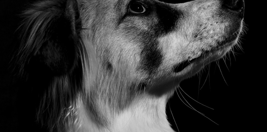 Luna, perrita mestiza rescatada mirando atenta