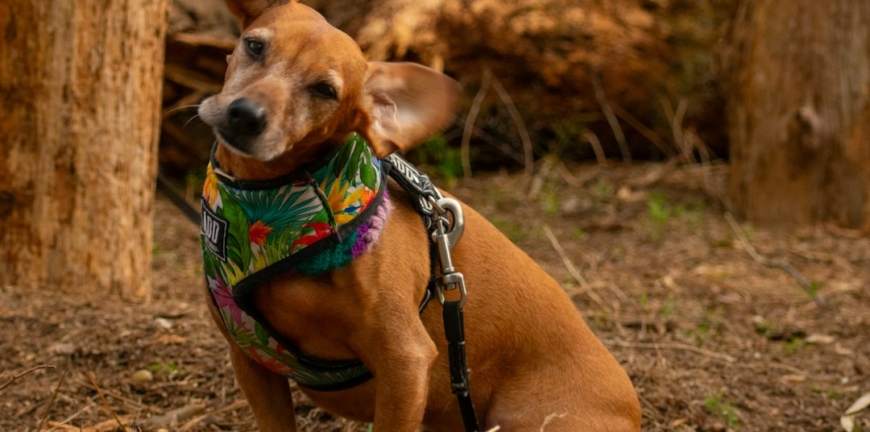 Perrito café con paliacate sentado en el suelo