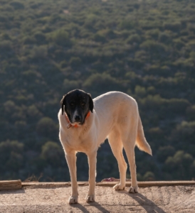 Pirata, perro blanco con cabeza negra y collar naranja