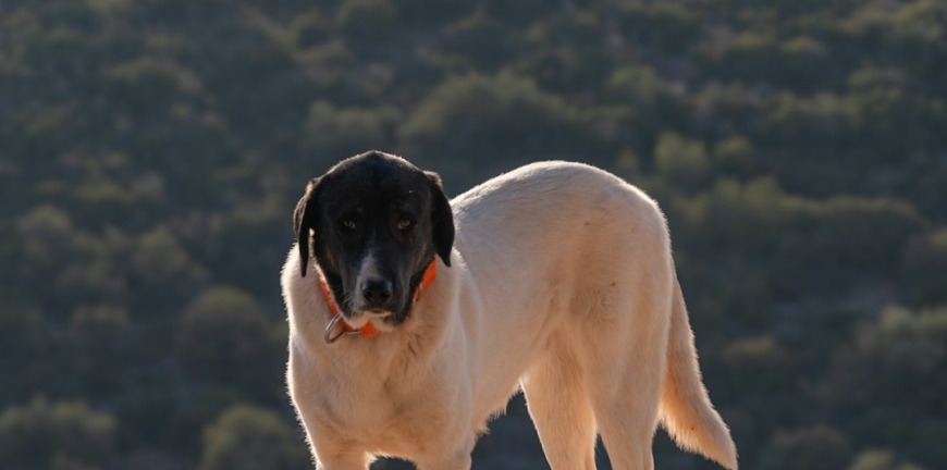 Pirata, perro blanco con cabeza negra y collar naranja